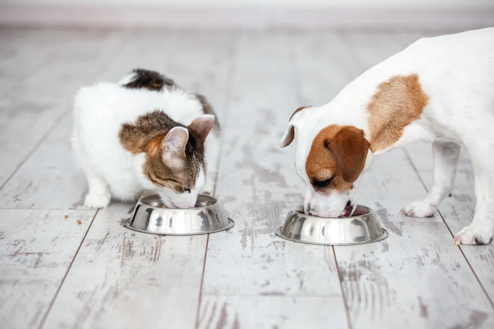 Tierernährungsberatung - Für Hunde und Katzen